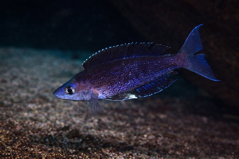 Cyprichromis microlepidotus 'Luagala Point'